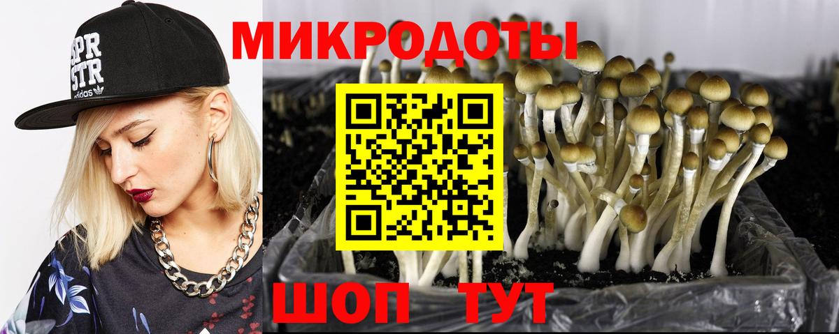 Галлюциногенные грибы Psilocybe Орёл